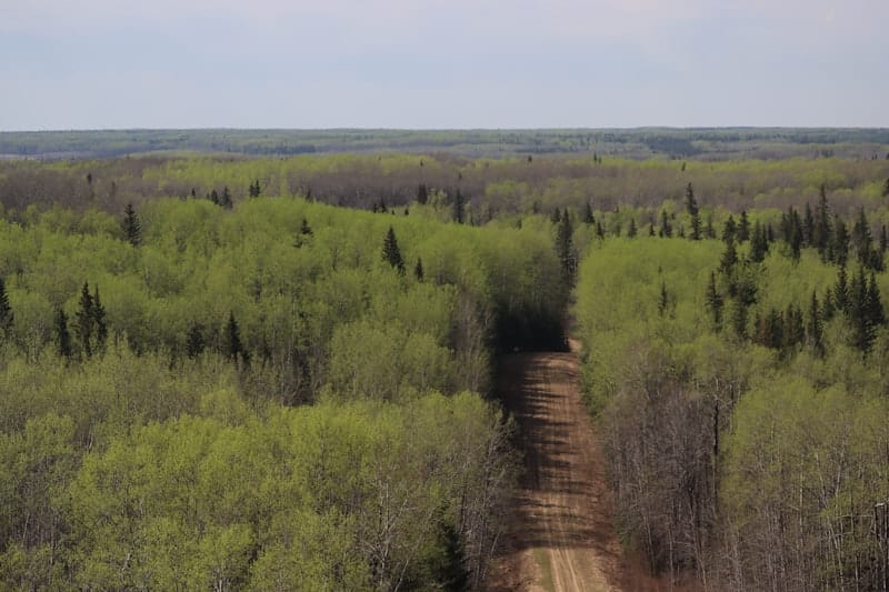 A forest access road running through mixed woodland, from the current Bear Valley Solutions site